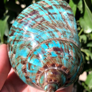 Natural Large Sea Snail Decoration/Big Seashell Decor/Sea shell/Snail Shell/Ancient Fossil/Ocean Decor/Beach Gift/Beach Decor