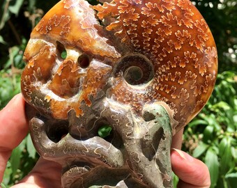 Fine polishing Ammonite Can stand up/Whole Ammonite Fossil/Authentic Ammonite Fossil/Prehistoric Fossil/Nautilus Shell/Healing fossil/gift