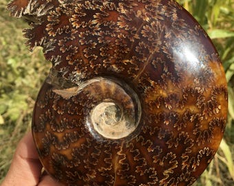 希少なペリスフィンクテスアンモナイトの化石、下部ジュラ紀