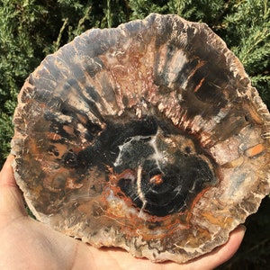 Natural Petrified Wood Stone/petrified wood slice/Wood fossil slab/mineral specimen/fossilized wood/healing crystals and stones/Energy Stone