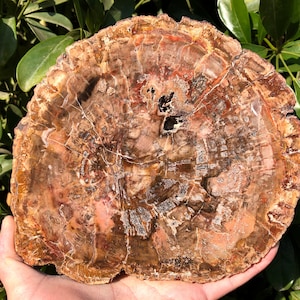 Natural Petrified Wood Stone/petrified wood slice/Wood fossil slab/mineral specimen/fossilized wood/healing crystals and stones/Energy Stone