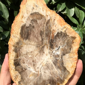 Natural Petrified Wood Stone/petrified wood slice/Wood fossil slab/mineral specimen/fossilized wood/healing crystals and stones/Energy Stone