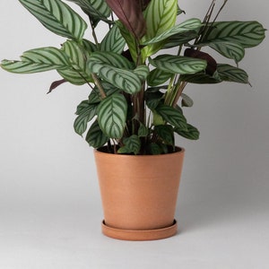 May include: A green and white striped houseplant in a terracotta pot. The plant has large, broad leaves with a prominent vein pattern.