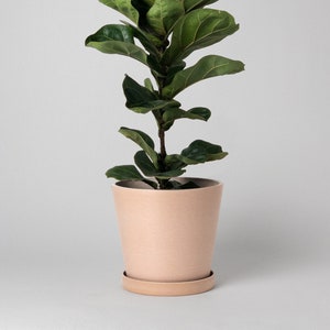 May include: A Fiddle Leaf Fig plant in a light peach ceramic pot with a matching saucer. The plant has large, dark green leaves and a slender, brown stem. The pot is approximately 15 cm in diameter and 15 cm tall.