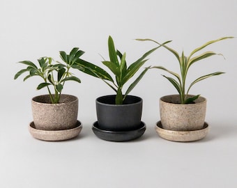 Lot de 3 mini jardinières Essence | Petites jardinières succulentes d'intérieur | petit pot de fleurs | Jardinières de cactus | Petite jardinière avec soucoupe