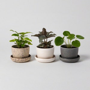 Harmony 7&quot; Planters | Indoor Small Succulent Planters | Planter with Saucer | Houseplant Flower Pot | Housewarming Home Decor Gift(Set of 3)