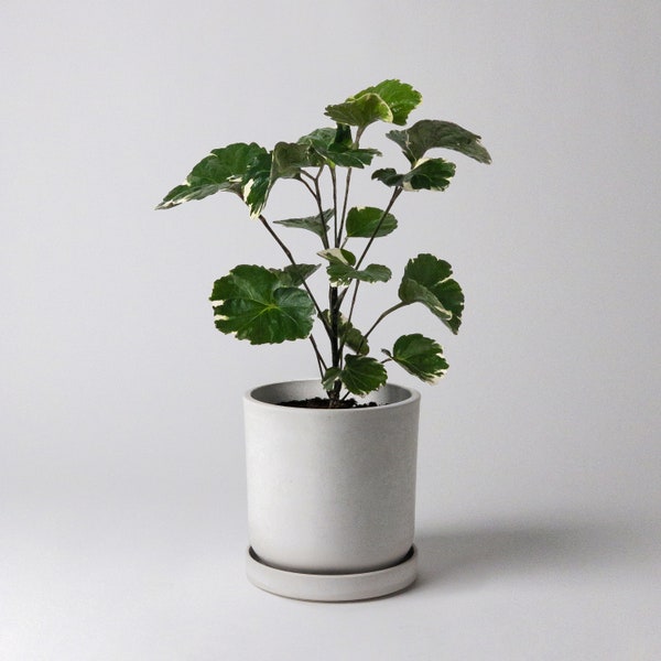4" Planter Pot with Drainage Hole & Plug | Tiny Planters | Indoor Succulent Planter Pot | Modern Cactus Planter | Small Minimalist Planter
