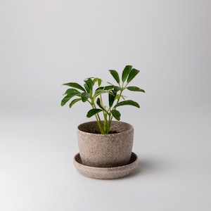 Nut Husk Mini Planter Pot | Indoor Succulent Planter Pot | Modern Cactus Planter | Small Minimalist Plant Pot with Saucer