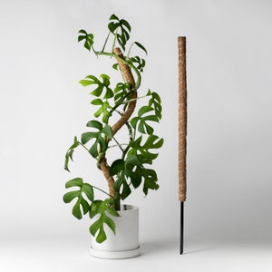 Bendable & Stackable Coco Coir Pole • 24" Moss Pole • Trailing Plant Support • Manila Coir Pole • Climbing Vine Moss Pole Plant Stakes