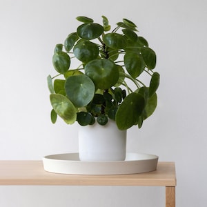 May include: A green leafy plant with round leaves in a white ceramic pot on a light wood table.