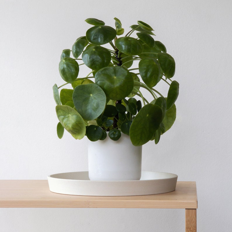 May include: A green leafy plant with round leaves in a white ceramic pot on a light wood table.