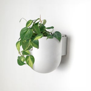 May include: A white ceramic wall planter with a rounded shape and a green leafy plant growing inside.