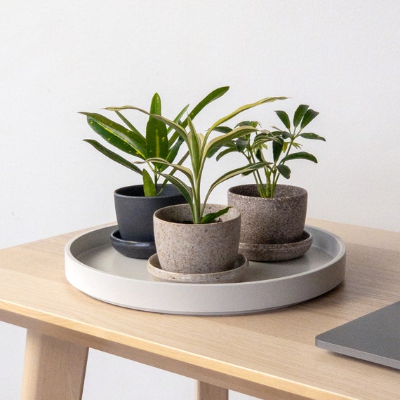 Nut Husk Mini Planter Pot | Succulent, Cactus With Saucer - Etsy Israel