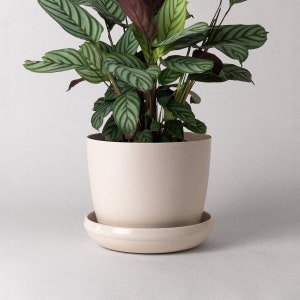 Peut inclure: Une plante d'intérieur avec des feuilles vertes et blanches rayées dans un pot en céramique beige avec une soucoupe assortie.