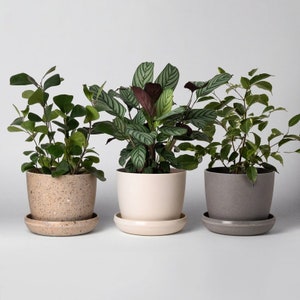 5&quot; Planter Pot | Small Planters | Indoor Succulent Planter Pot | Modern Cactus Planter | Small Minimalist Planter with Saucer