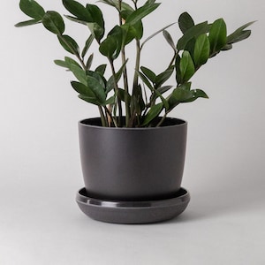 May include: A dark grey ceramic planter with a matching saucer, holding a green potted plant with lush foliage.