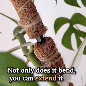 moss pole