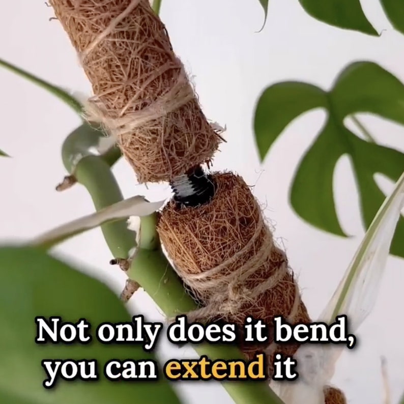 moss pole