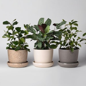 May include: Three potted plants in different coloured pots. The plant on the left has small, green leaves and is in a speckled brown pot. The plant in the middle has large, green and burgundy leaves and is in a white pot. The plant on the right has small, green leaves and is in a grey pot.