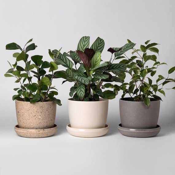 buy black zz plant Black ZZ Plant  Hey Rooted