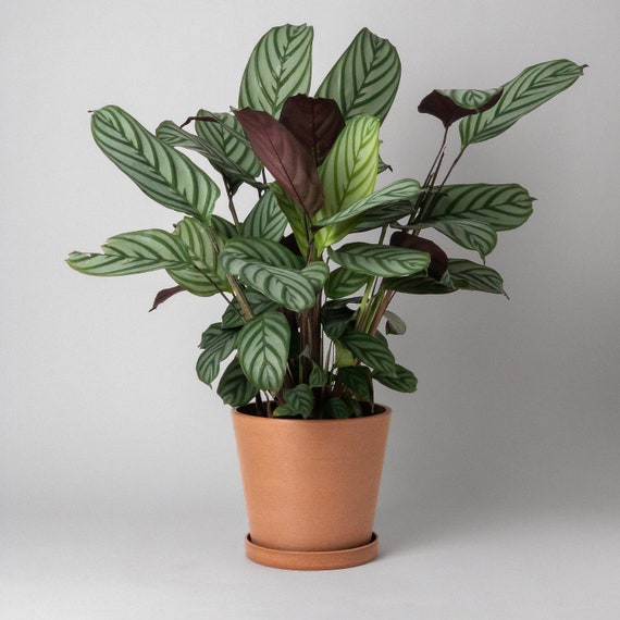 hovering plant pot Lyfe  Levitating Planter by Flyte