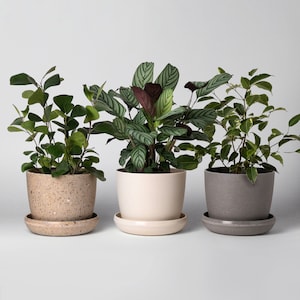 Harmony 7&quot; Planters | Indoor Small Succulent Planters | Planter with Saucer | Houseplant Flower Pot | Housewarming Home Decor Gifts