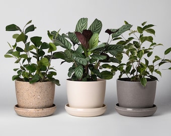 Harmony 7" Planters | Indoor Small Succulent Planters | Planter with Saucer | Houseplant Flower Pot | Housewarming Home Decor Gifts