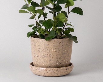 May include: A potted plant with green leaves in a speckled beige ceramic planter with a matching saucer. The plant is in a modern style pot.