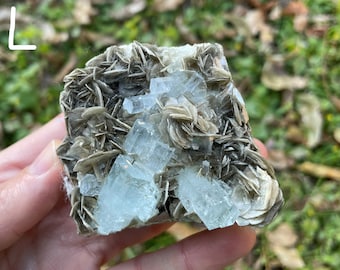 May include: A cluster of light blue aquamarine crystals embedded in a matrix of gray, layered rock. The crystals are sharp and well-defined, with a glassy luster.