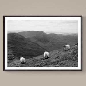 KERRY SHEEP - Black & White Fine Art Giclée Print, Ring of Kerry Irish Coastal Landscape Photography, Original Ireland Wall Decor