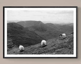 Impression giclée KERRY SHEEP, Fine Art noir et blanc, photographie de paysage côtier irlandais Ring of Kerry, décoration murale originale Irlande