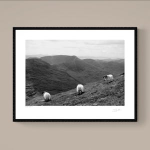 Ring of Kerry Black & White Large Print, Irish Coastal Landscape Photography, Fine Art Giclée Wall Decor, Ireland Art, Sheep Print