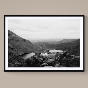 KERRY SHEEP - Black & White Fine Art Giclée Print, Ring of Kerry Irish Coastal Landscape Photography, Original Ireland Wall Decor
