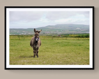 KERRY DONKEY Giclée Print, Fine Art Ring of Kerry Irish Coastal Landscape Photography, Original Ireland Wall Decor