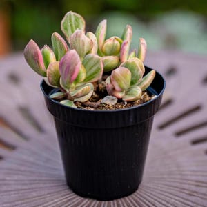 May include: A potted succulent plant with green, pink, and cream-colored leaves. The plant is in a small, black plastic pot. The leaves have a variegated appearance, with pink edges and green centers. The pot sits on a textured surface.