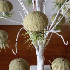 Ionantha Tillandsia Ornament: Handmade Green Sea Urchin Shell, Red Wire, Car Hanger