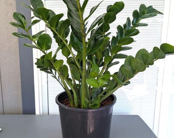 Rare ZZ Midori shown in 2 gal grow pot. 4 inch available.