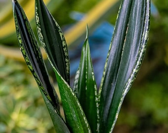 Sansevieria Trifasciata Hahnii Silver Zebra A / Sansevieria Silver