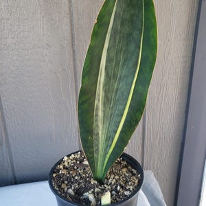 May include: A single upright Sansevieria leaf with dark green mottled patterns and a prominent cream-colored vertical stripe along the edge, planted in a black plastic nursery pot filled with dark soil and small light-colored perlite particles.