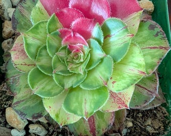 Aeonium Ultra variegated shown in 4 inch grow pot.