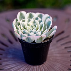 Echeveria Lenore Dean also called Compton Carousel Variegated in 3.5” pot.