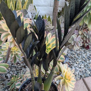 ZZ Black shown in 1 gallon, 6” and 4" pot. Ships bare root.