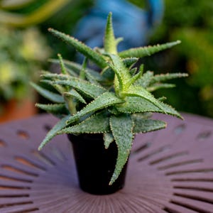 May include: A small, spiky succulent plant in a black pot. The plant has green, pointed leaves with textured surfaces and small, sharp edges. The pot sits on a brown surface, with a blurred background of green and blue.