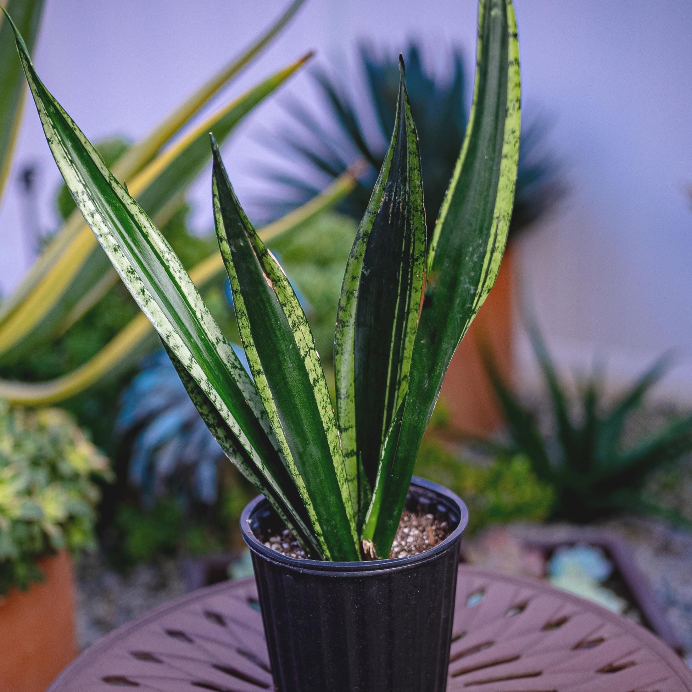 Silver Flame Snake Plant - Etsy
