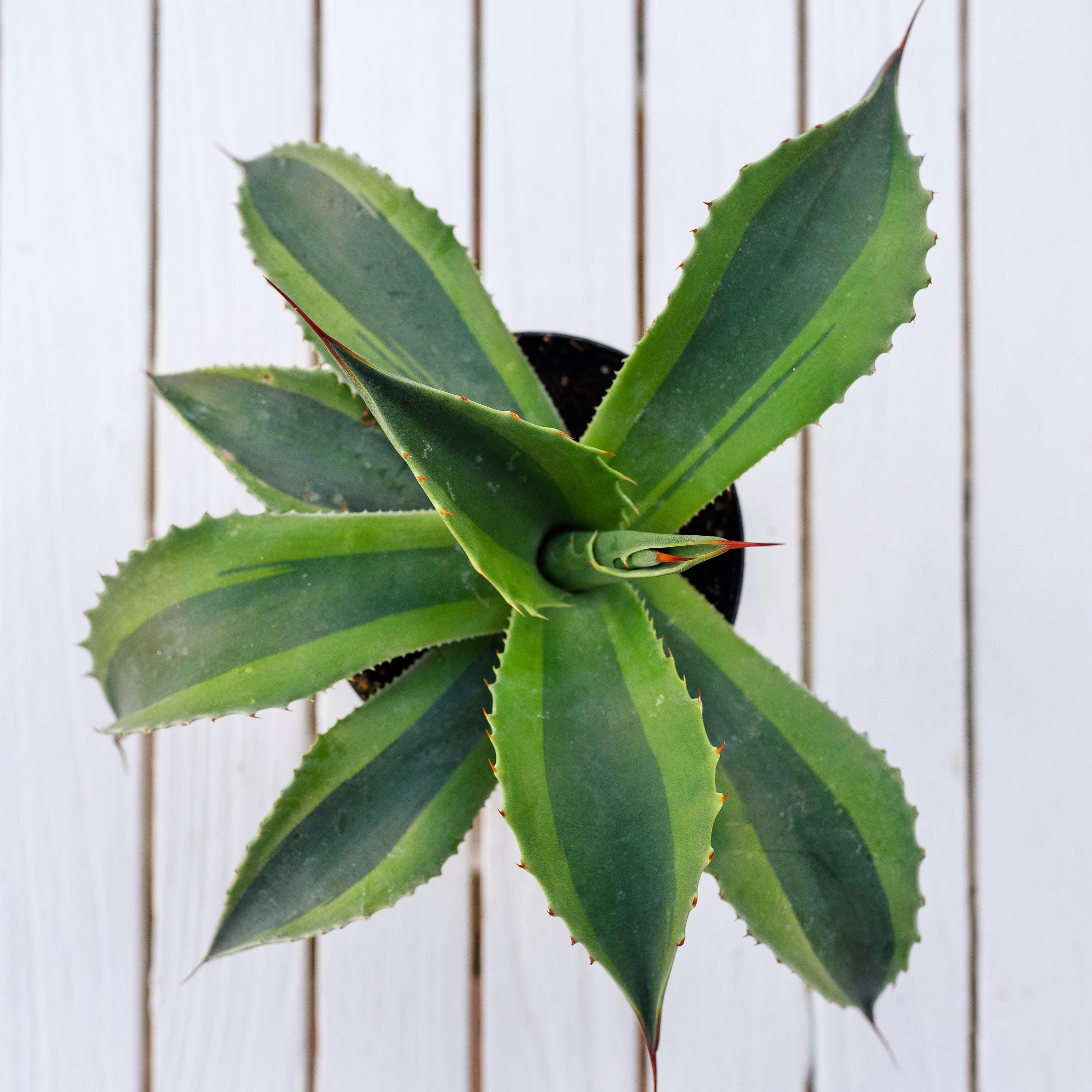 Agave Ovatifolia Orca Variegated in 6 Inch Pot. 11 - 13 Inch