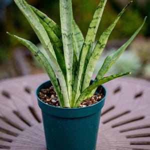 Sansevieria Hallii Bat - Etsy