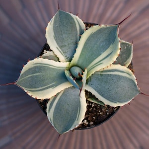 Agave Parryi Truncata Orizaba - Etsy