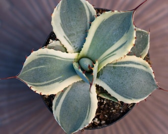 Agave Parryi Truncata 'orizaba' - アガベ パリー トランカタ