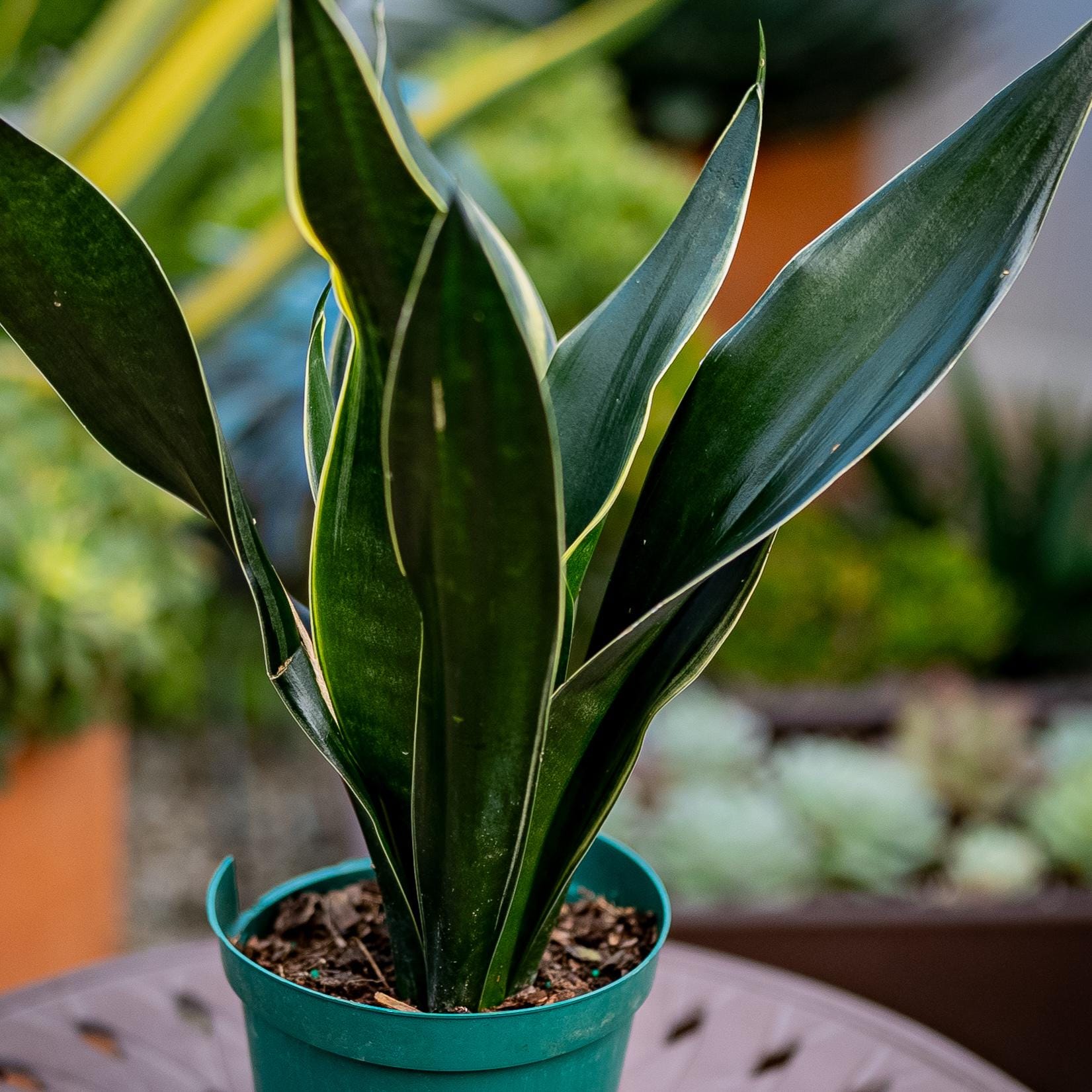 Sansevieria Golden Wendys Plant - Etsy