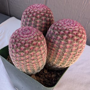 May include: A cluster of three round, barrel-shaped cacti potted in a square green plastic container. The cacti feature a dense pattern of sharp, light-colored spines with vibrant magenta-pink tips, creating a textured, spherical appearance.